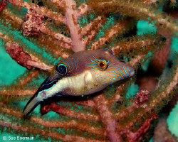Sharpnose Puffer in Utila by Susan Beerman 